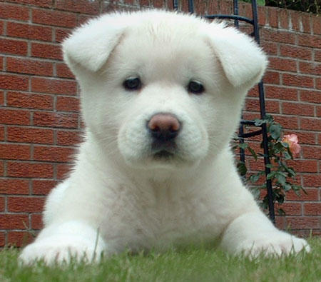 Akita