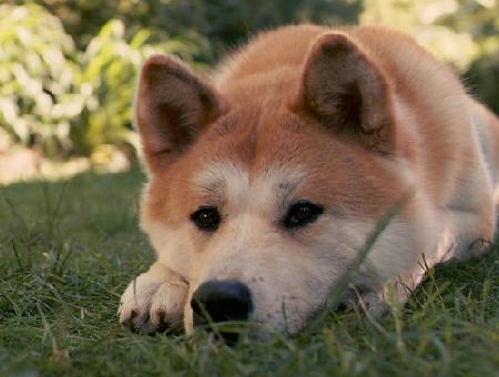 Akita