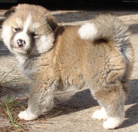 Akita