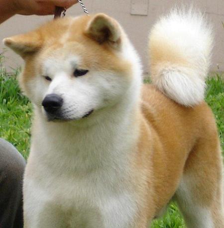 Akita