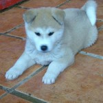 akita-1