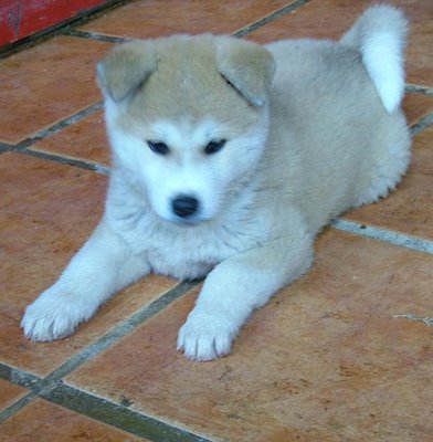 akita-1