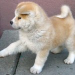 akita-10