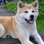 akita-12