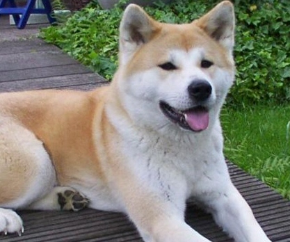 akita-12
