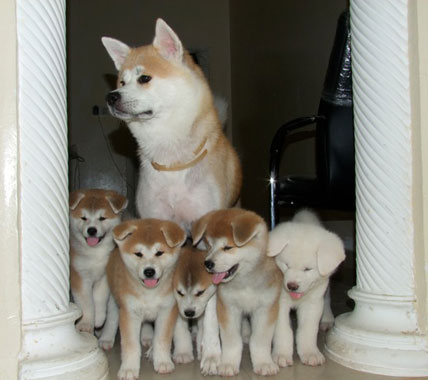 akita-13