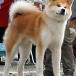akita-14