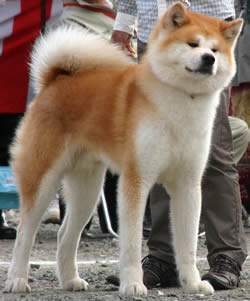 akita-14