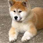 akita-15