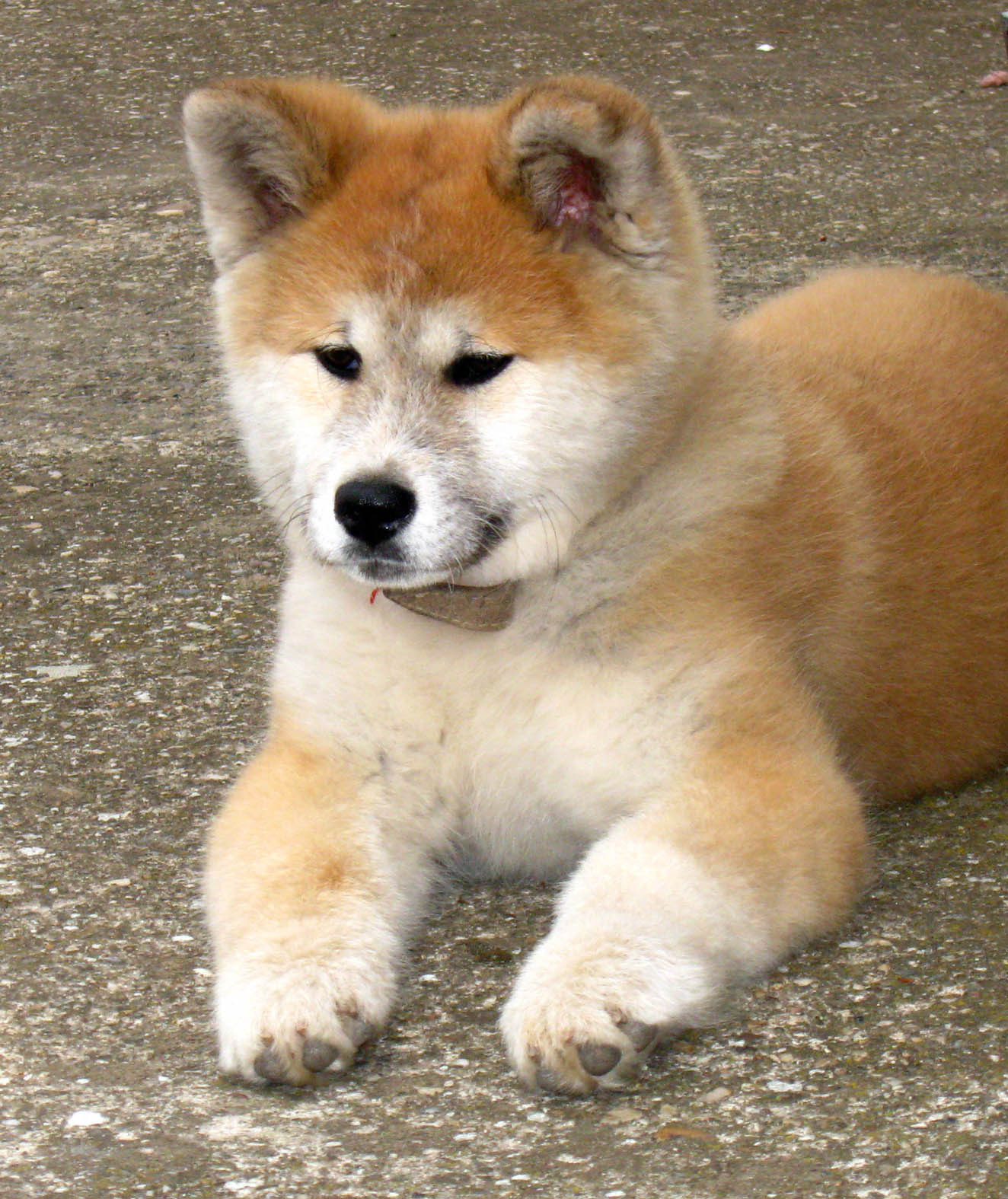 akita-15