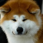 akita-16