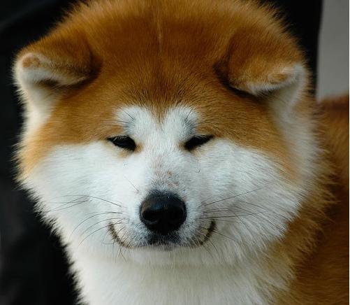 akita-16