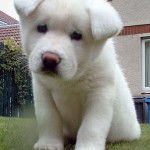akita-2