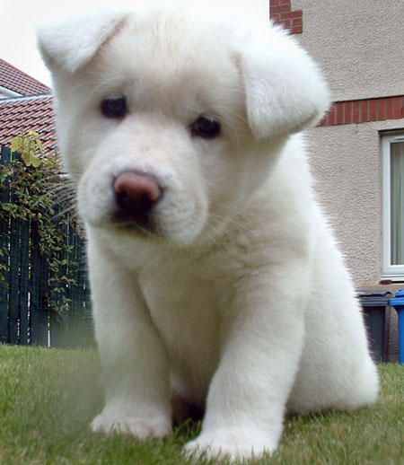 akita-2