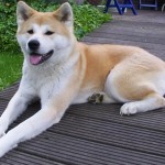 akita-3