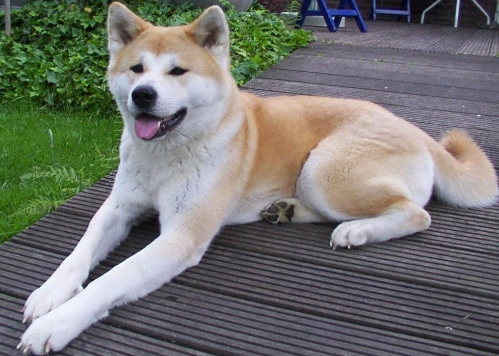 akita-3