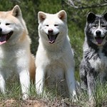 akita-4