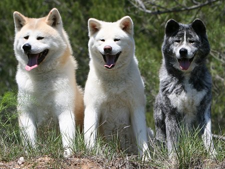 akita-4