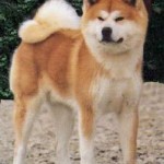 akita-5