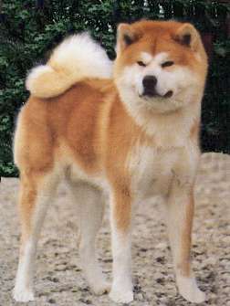 akita-5