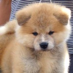 akita-6