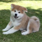 akita-7