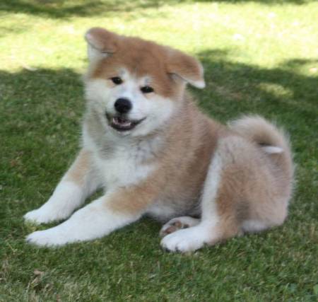 akita-7
