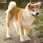 akita-8