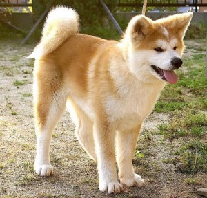 akita-8