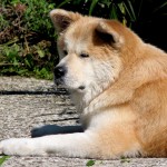 akita-9