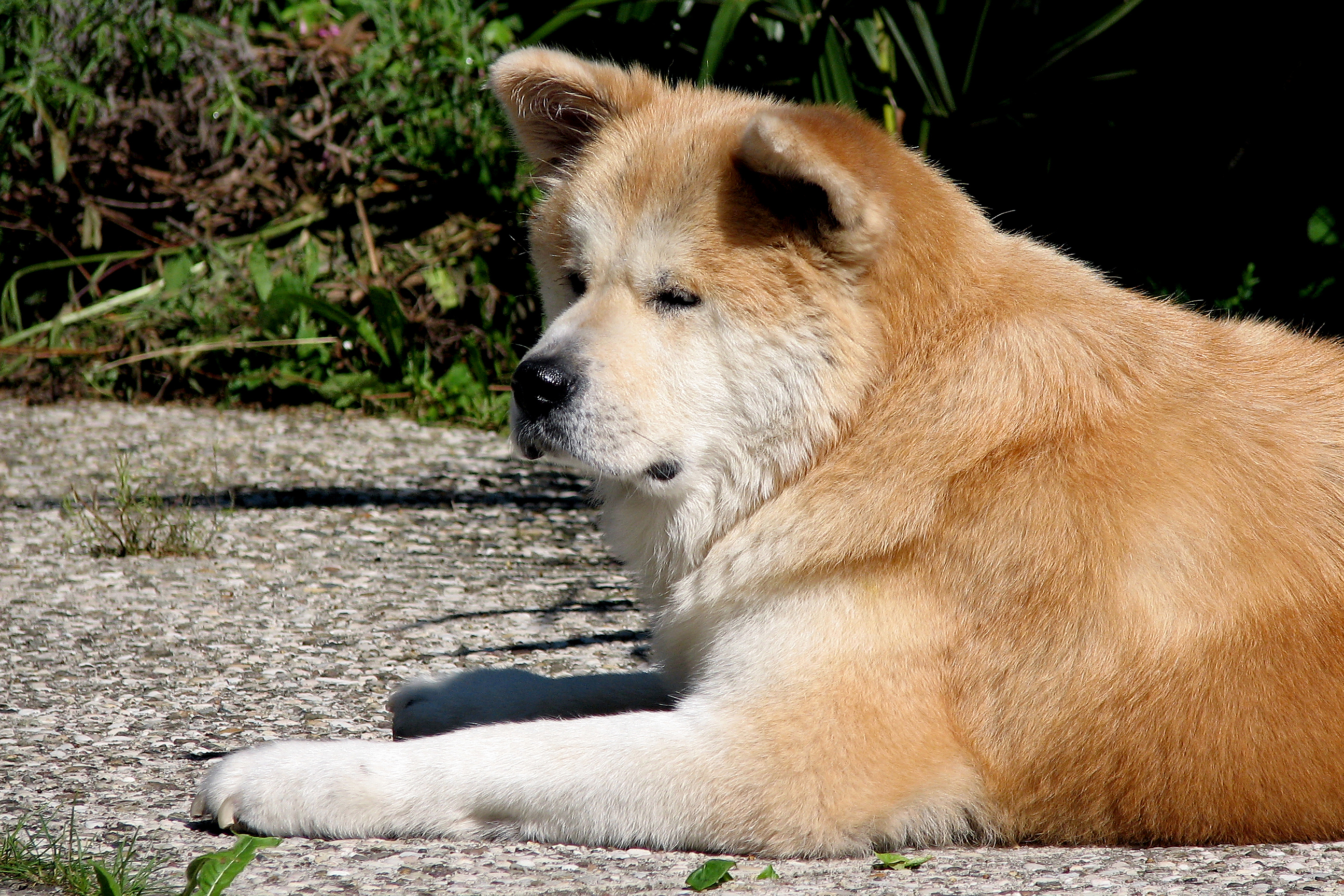akita-9