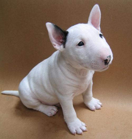 Bull Terrier 