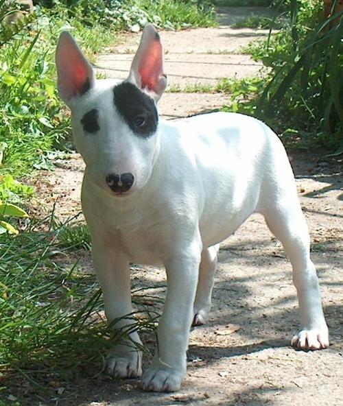 Bull Terrier 