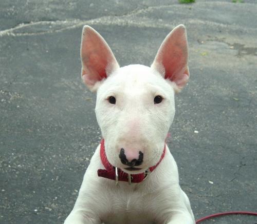 Bull Terrier
