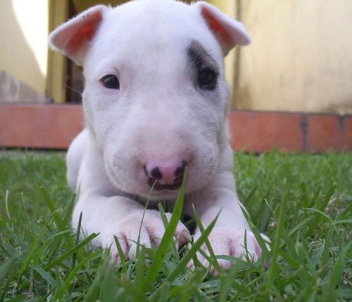 Bull Terrier 