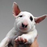 bull-terrier-1