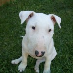 bull-terrier-10