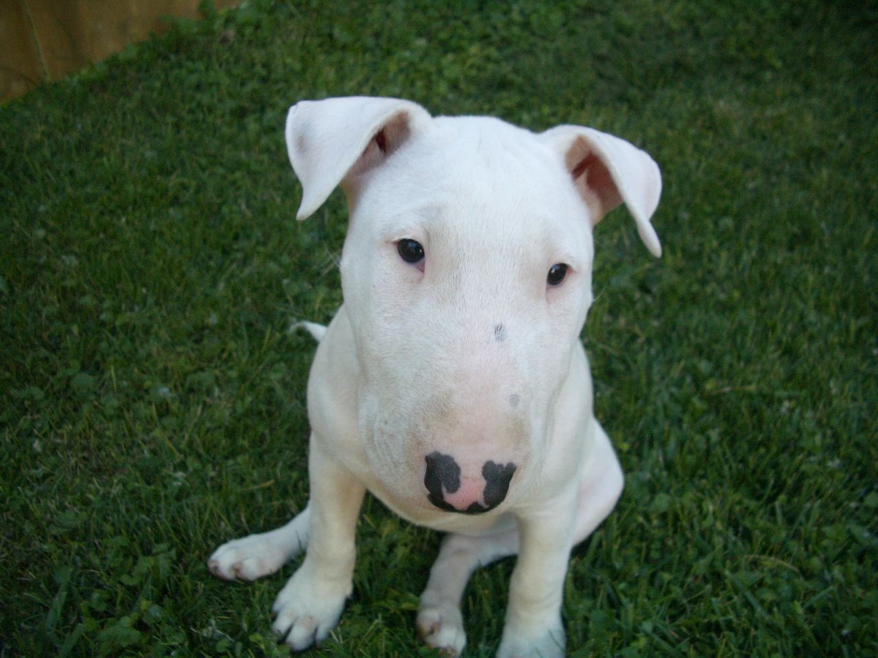 bull-terrier-10