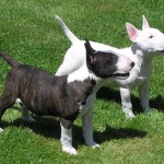 bull-terrier-11
