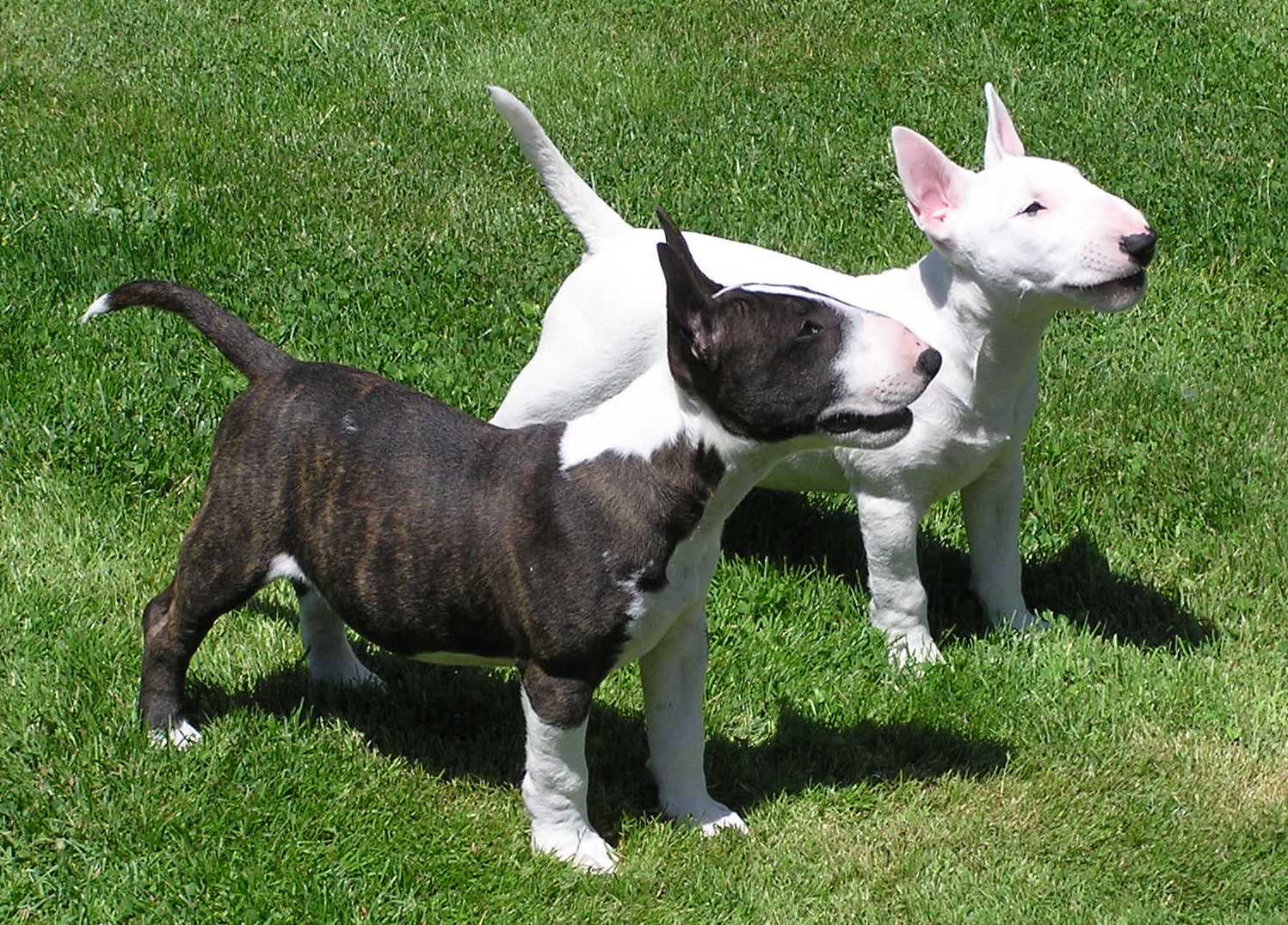 bull-terrier-11