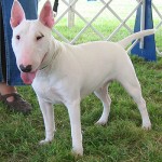 bull-terrier-12