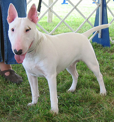 bull-terrier-12