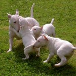 bull-terrier-13