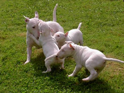 bull-terrier-13
