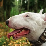 bull-terrier-14