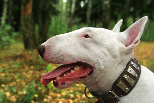 bull-terrier-14