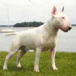 bull-terrier-15