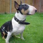 bull-terrier-16