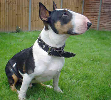 bull-terrier-16