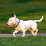 bull-terrier-17